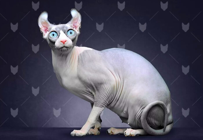 Chat elfe, photo