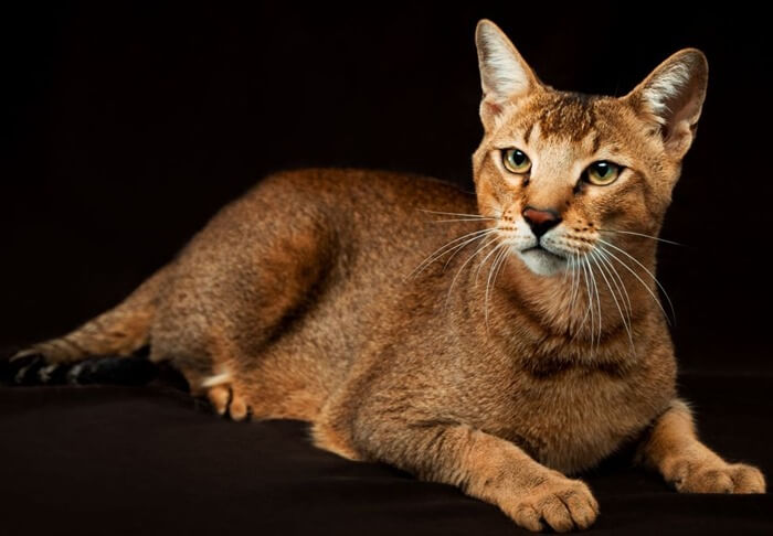 Chat Chausie, photo