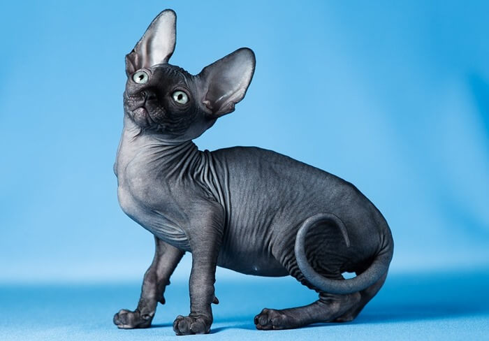 La race de chat russe la plus chère - Peterbald
