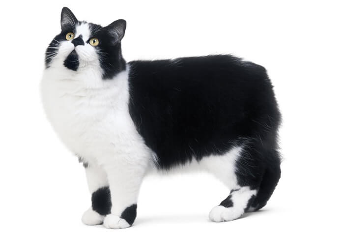 Sur la photo, le chat sans queue Mainx