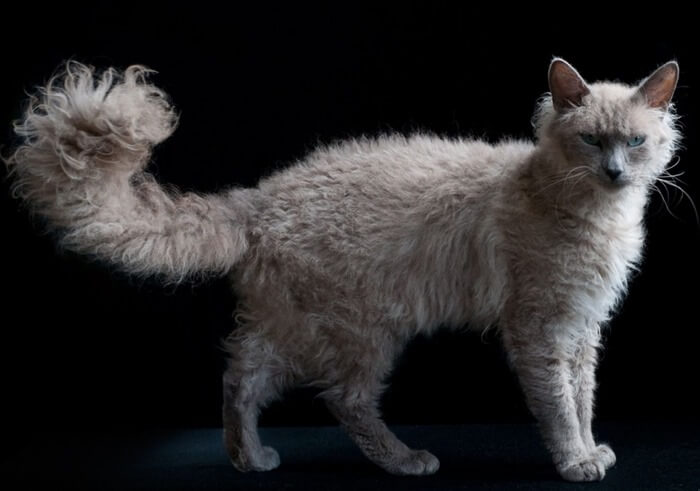 Race de chat Laperm, photo