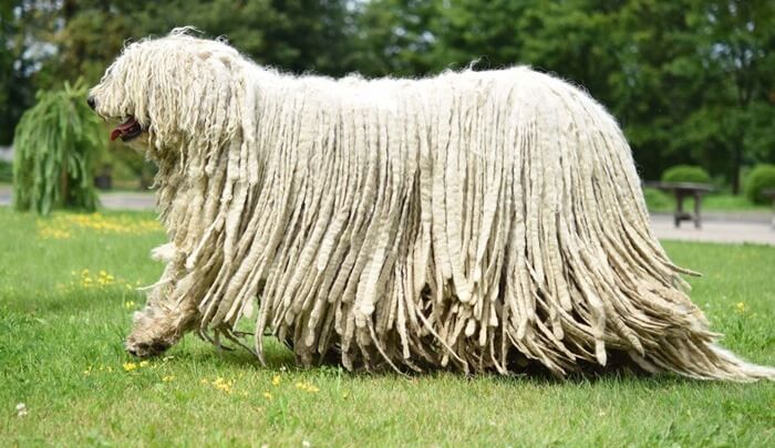 Komondor Komondor