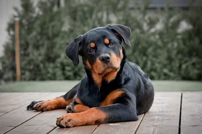 Rottweiler Rottweiler