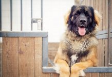 15 meilleures races de chiens de garde pour garder votre maison privée