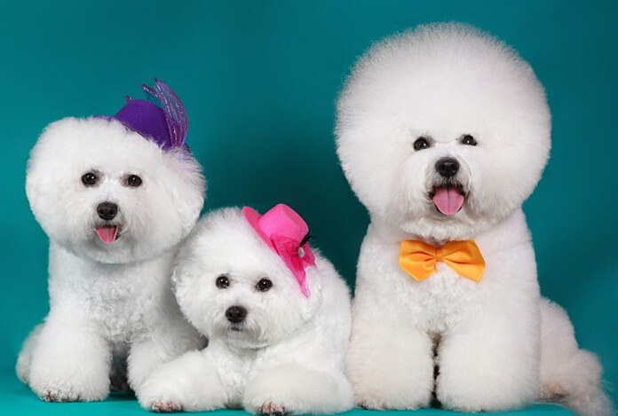 Bichon Frisé