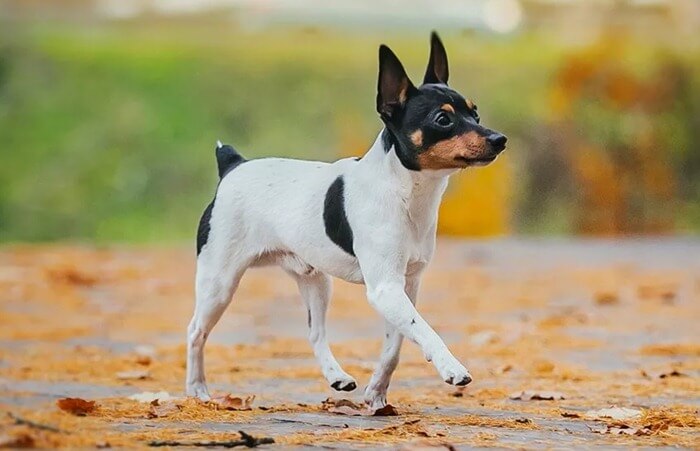 Jouet fox terrier
