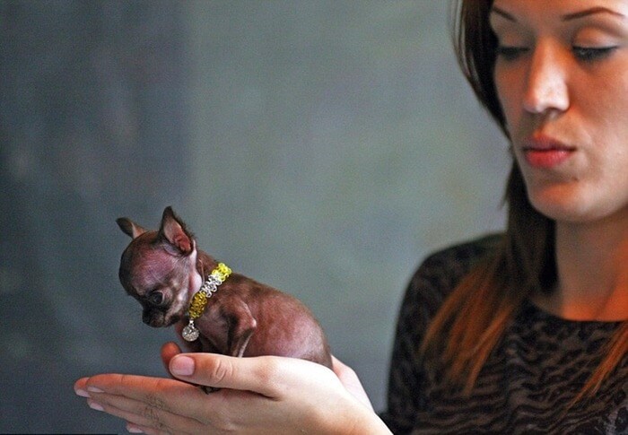 Chihuahua Millie est le plus petit chien du monde Chihuahua Millie est le plus petit chien du monde