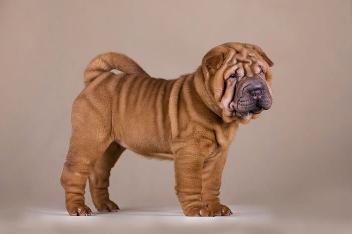 Shar Pei convient à la sécurité des appartements Shar Pei convient à la sécurité des appartements