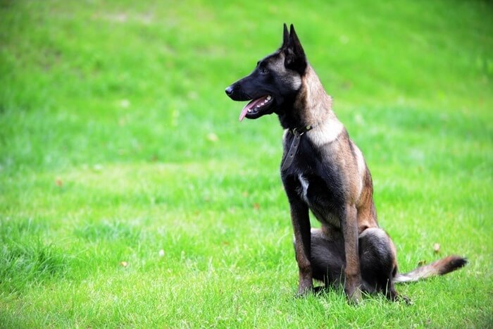 Berger belge malinois Berger belge malinois