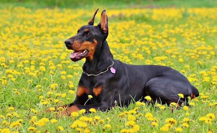 Doberman Pinscher Doberman Pinscher