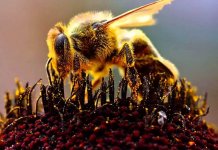 10 animaux capables d'une conception immaculée