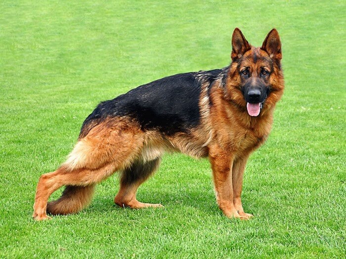 Berger allemand, une excellente race pour garder la maison et la famille Berger allemand, une excellente race pour garder la maison et la famille