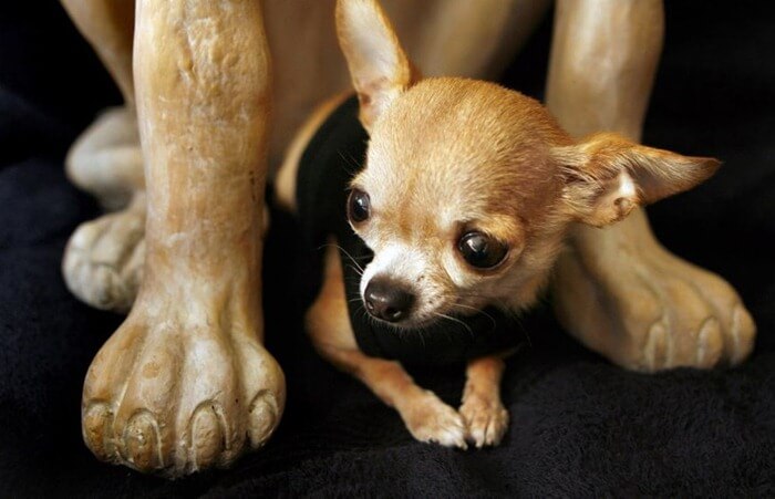 Chihuahua Brandy est le chien le plus court