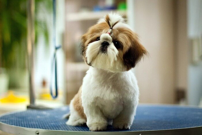 Shih tzu