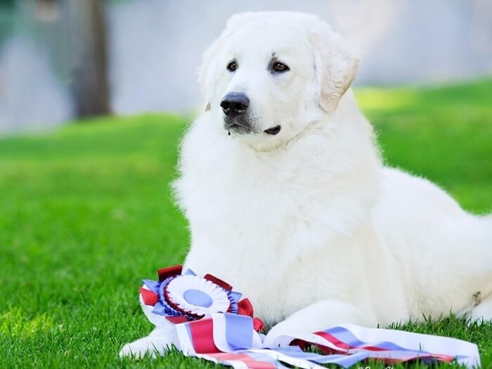 Kuvasz convient à la garde des troupeaux et des biens Kuvasz convient à la garde des troupeaux et des biens