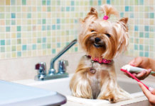 10 races de chiens les plus chères à garder