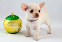 Les plus petites races de chiens au monde