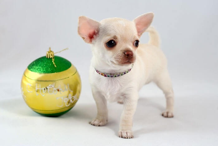 Chihuahua est la plus petite race de chien