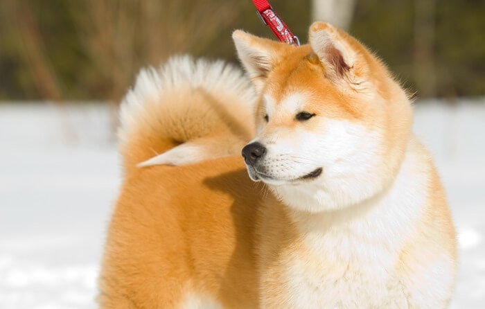 Akita Inu est un excellent gardien pour une maison privée et une cour Akita Inu est un excellent gardien pour une maison privée et une cour
