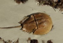 10 animaux les plus anciens sur Terre qui ont survécu à ce jour