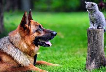 10 remèdes efficaces contre les puces et les tiques chez les chiens et les chats