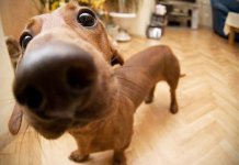 Les races de chiens les plus stupides du monde, top 10