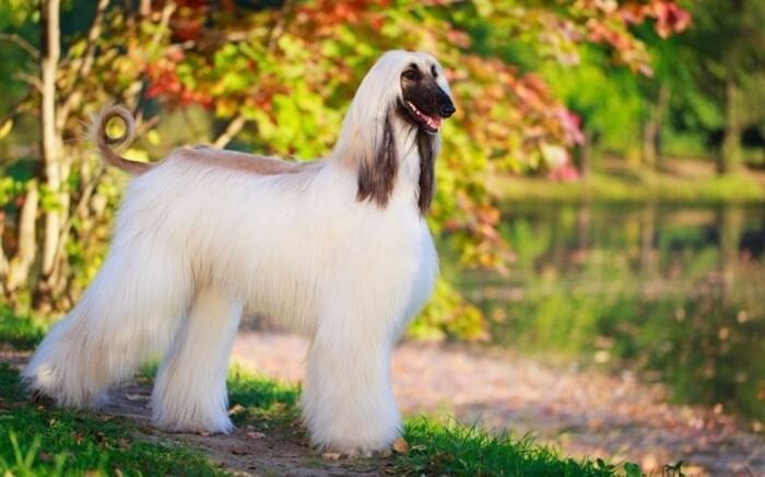 Afghan Hound est la race de chien la plus stupide