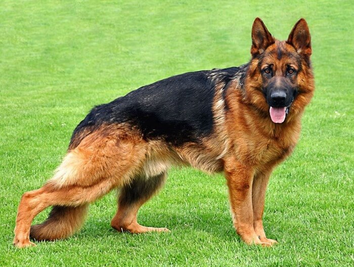 Berger allemand