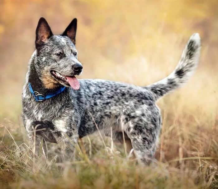 chien de bétail australien