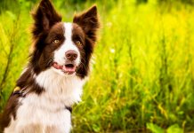 10 races de chiens les plus intelligentes