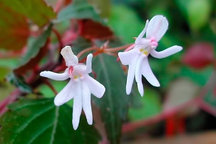 Danseuses (Impatiens Bequaertii)
