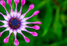 Les fleurs les plus rares du monde Fleurs rares