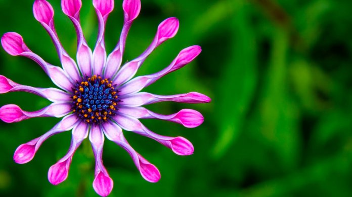 Fleurs rares