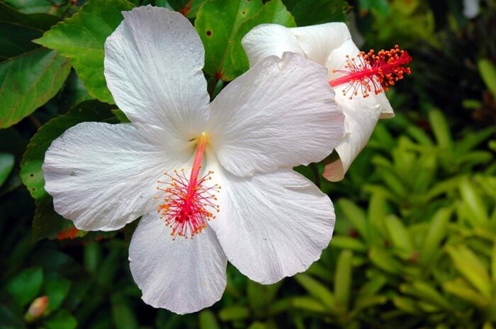 Hibiscus arnottianus (Hibiscus arnottianus)