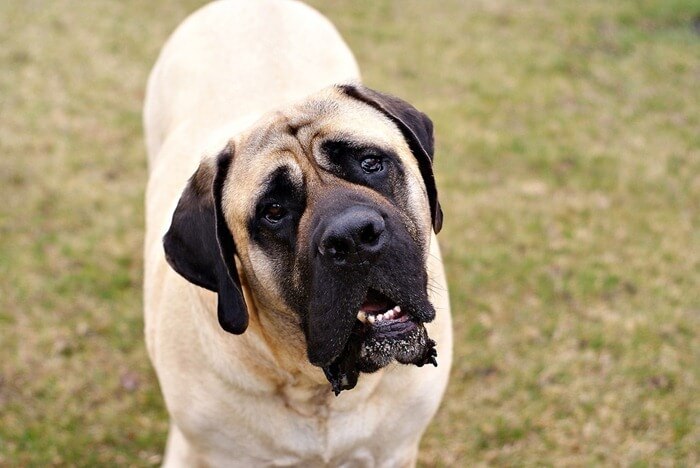 Mastiff