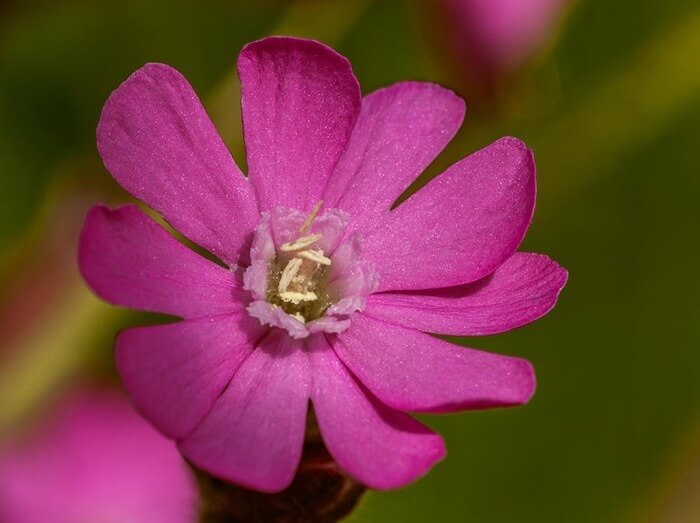 Campion (Silène Tomentosa)