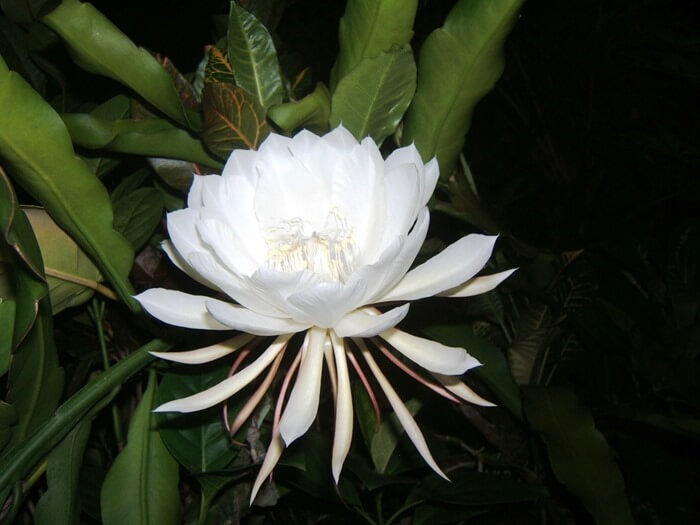 Kadupul (Epiphyllum Oxypetalum)
