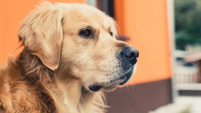 Golden retriever