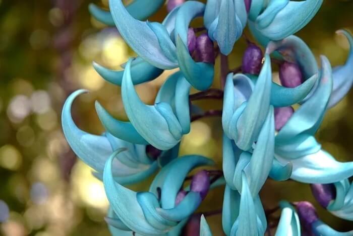 Jade Vine (macrobotrys Strongylodon)
