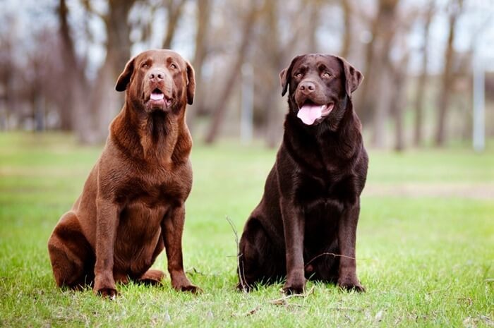 Labrador Retriever