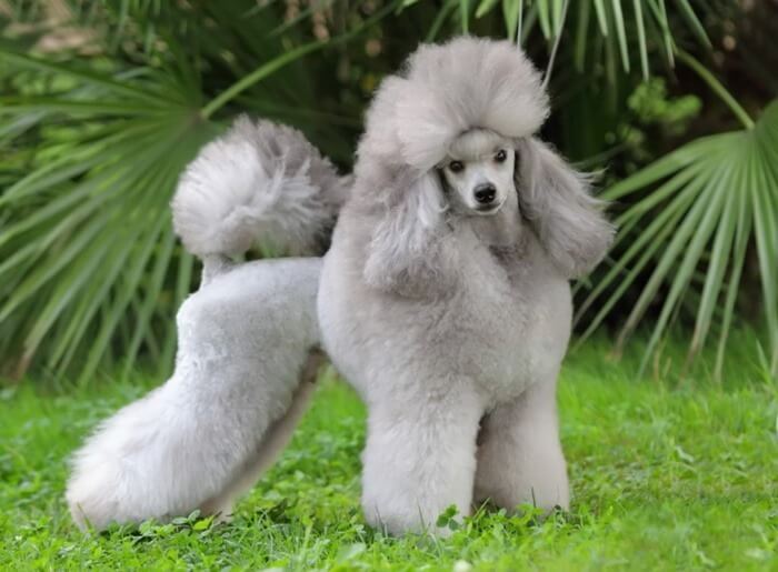 Caniche