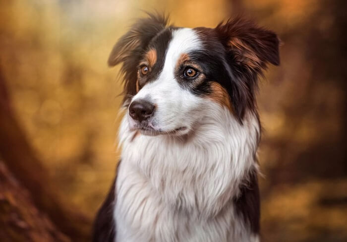 Le Border Collie est le chien le plus intelligent du monde