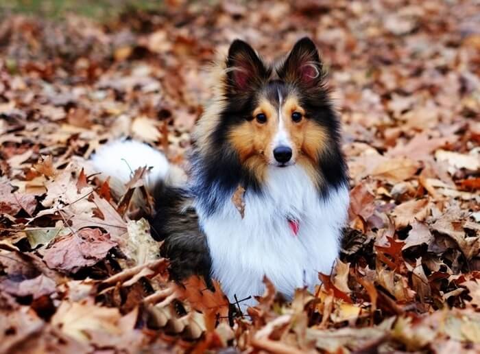 Sheltie