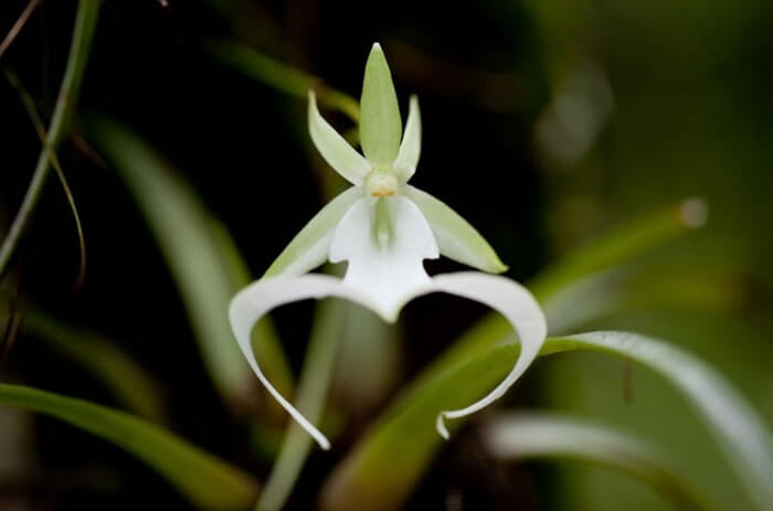 Orchidée fantôme