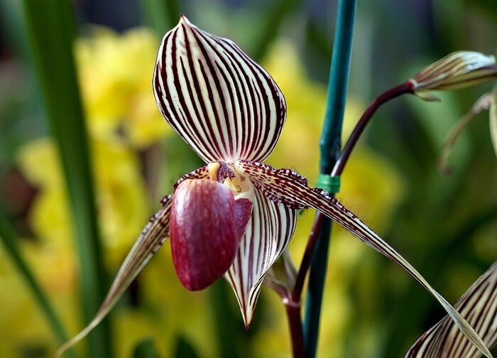 Orchidée de la pantoufle de Rothschild
