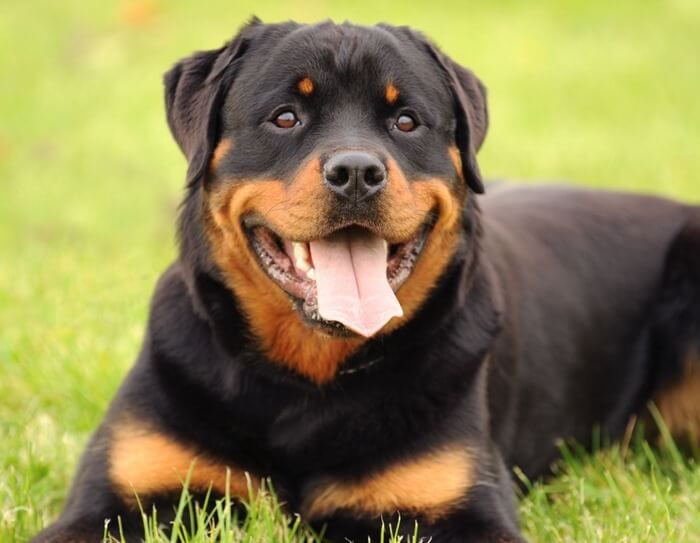 Rottweiler