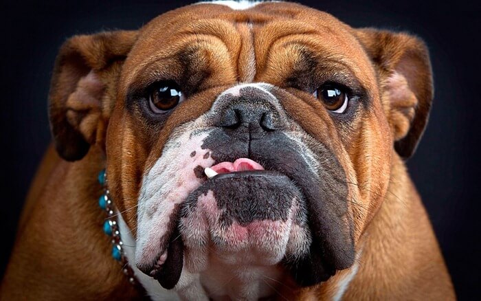 Bouledogue