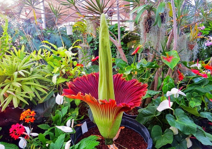 Fleur de cadavre (Amorphophallus Titanium)