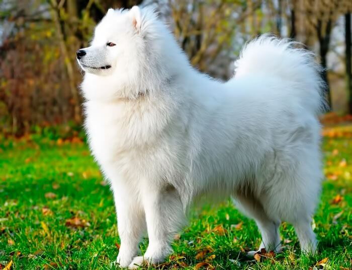 Samoyed Laika: photos, prix