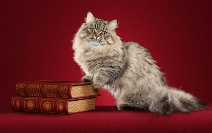 Photo d'un chat de race Napoléon